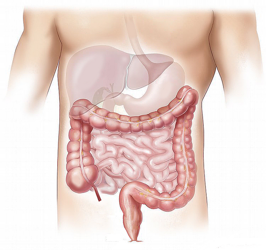 Formazione per Farmacisti: Armonia Digestiva